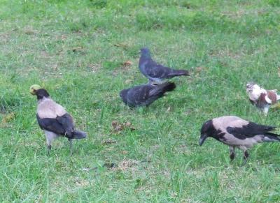 Прикрепленное изображение: 006.jpg